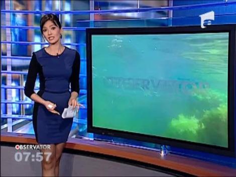 Pestii, mai agresivi din cauza medicamentelor folosite de oameni