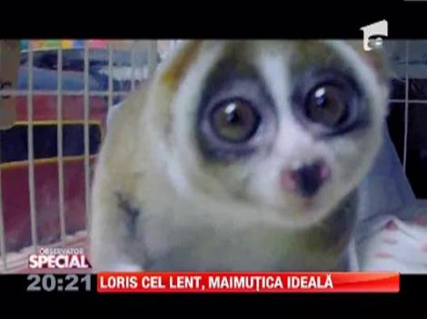 Loris cel lent, maimutica ideala