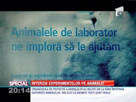 Interzis experimentelor pe animale!