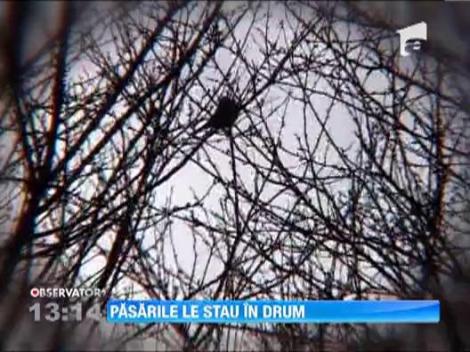 Un drum de gropi din Cluj nu poate fi reparat din cauza pasarilor salbatice