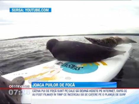 VIRAL! Cativa pui de foca incearca sa urce pe o placa de surf