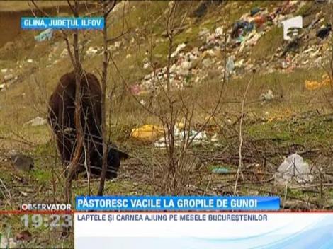 Pastoresc vacile la gropile de gunoi