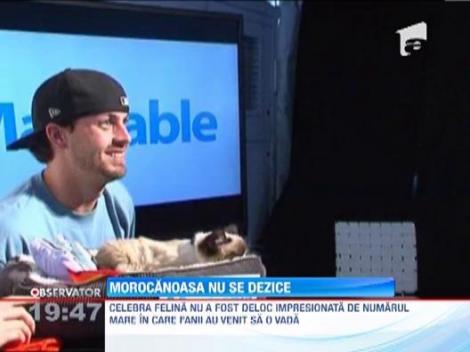 O felina celebra a lumii virtuale, Morocanoasa, a avut o aparitie deloc surprinzatoare la intalnirea cu fanii