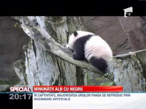 Ursii panda, o specie pe cale de disparitie