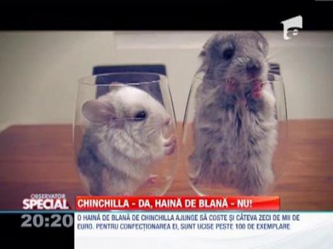 Observator Special: Chinchilla - DA, haina de blana - NU!