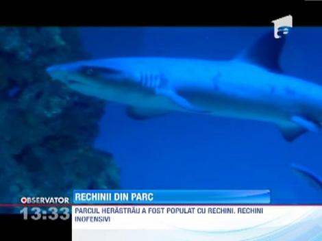 Trei rechini au fost expusi in acvariul din Parcul Herastrau
