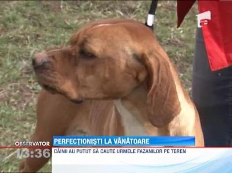Cei mai buni caini de vanatoare s-au intrecut in frumusete la Bucov