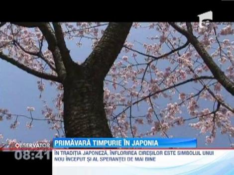 Au inflorit ciresii in Tokyo! Europa este inca paralizata de ger...