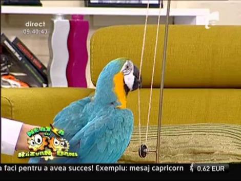 Charlie Chaplin de Romania face trucuri cu papagalii vorbitori la Neatza cu Razvan si Dani