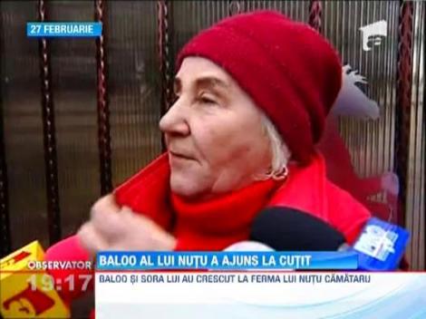 Ursul lui Nutu Camataru a ajuns pe masa de operatie