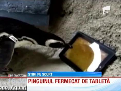 Pinguin fermecat de o tableta