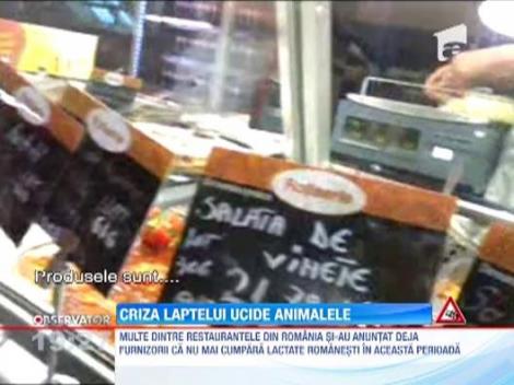 Criza laptelui ucide animalele