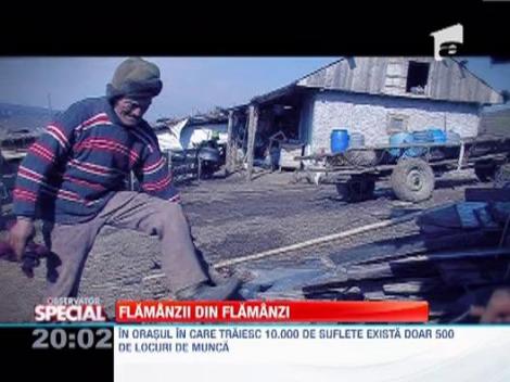 Viata in orasul Flamanzi