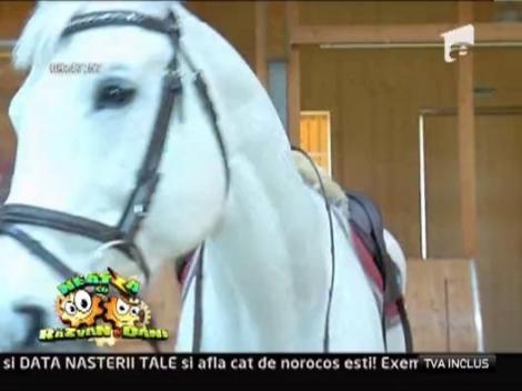 Cursuri de echitatie pentru copii