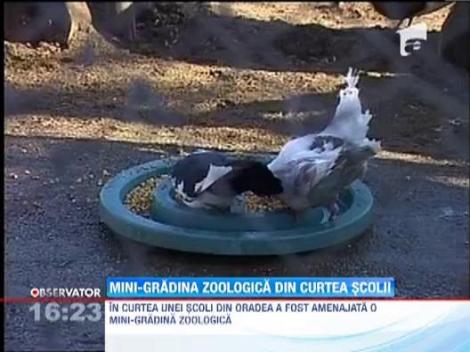 In curtea unei scoli din Oradea a fost amenajata o mini-gradina zoologica