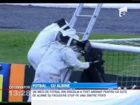 Un meci de fotbal din Brazilia, amanat pentru ca un roi de albine isi facuse stup pe una dintre porti