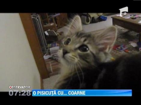 VIRAL! Vezi pisicuta care face ca un... ied!