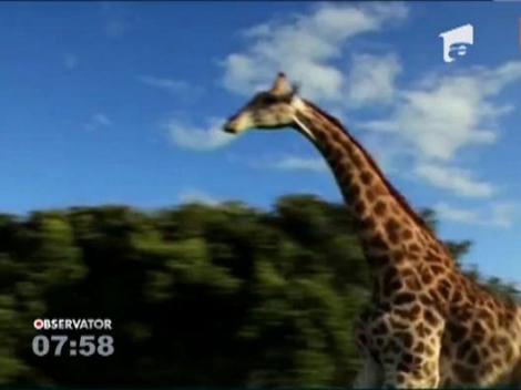 O girafa a atacat o masina plina cu turisti