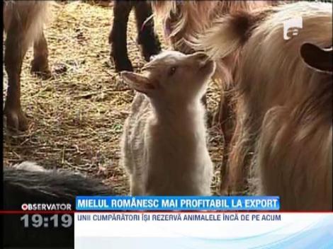 Mielul romanesc este profitabil la export