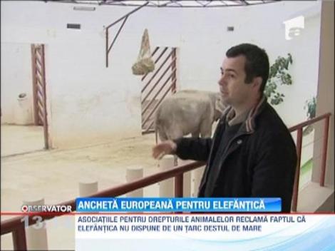 Tania, singurul elefant din Romania, a ajuns in atentia Comisiei Europene