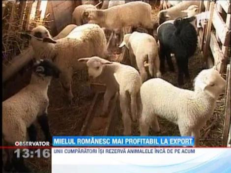Mielul romanesc, mai profitabil la export