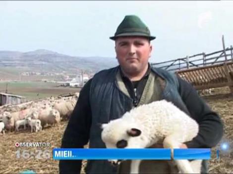 Crescatorii spun ca mieii vor fi prea mari de Pastele ortodox!