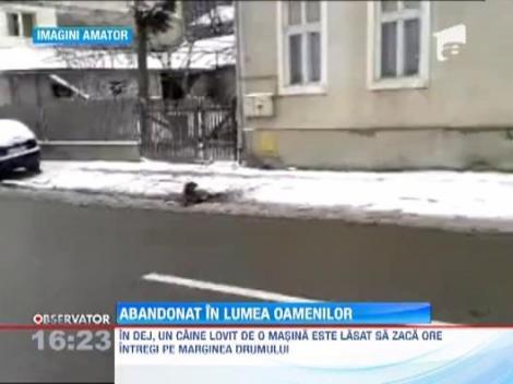 Un caine ranit a fost aruncat ca un sac in remorca unui tractor