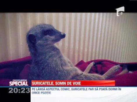 Suricatele, cele mai lenese vietati! Animalele dorm in cele mai bizare pozitii 