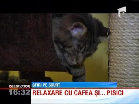 Cafenele speciale pentru iubitorii de pisici