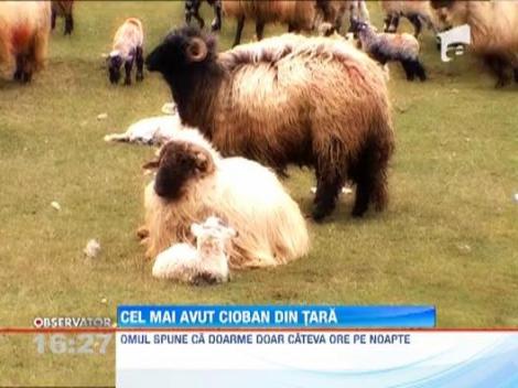 Cel mai avut cioban din tara