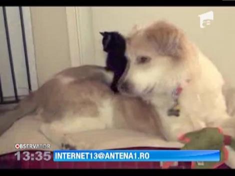 Cainele si pisica