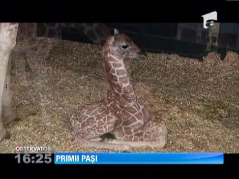 Un pui de girafa a devenit vedeta intr-o gradina zoologica americana