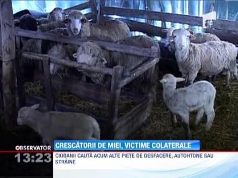 Crescatorii romani de miei, victime colaterale a razboiului din Siria