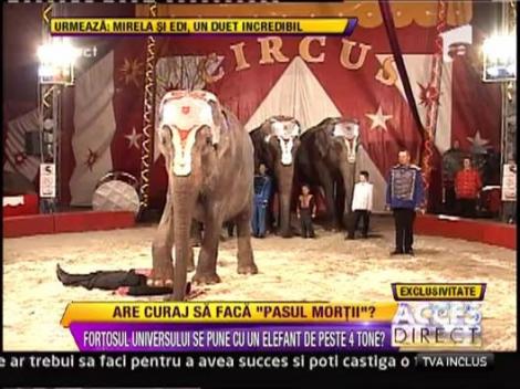 "Pasul mortii", un elefant aproape isi calca in picioare dresorul!