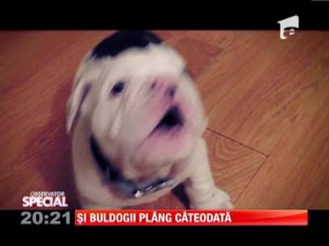 Si buldogii plang cateodata