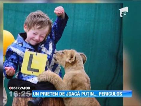 Un pui de leu a devenit animalul de companie al unei familii din Australia