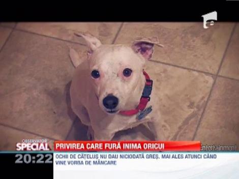 Observator Special | Ochii de catelus topesc inima oricui!