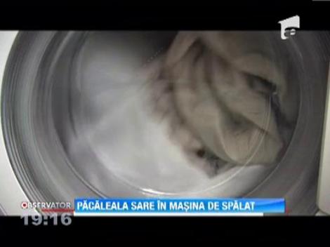 Sare pe post de substanta anti-calcar, la tarabe