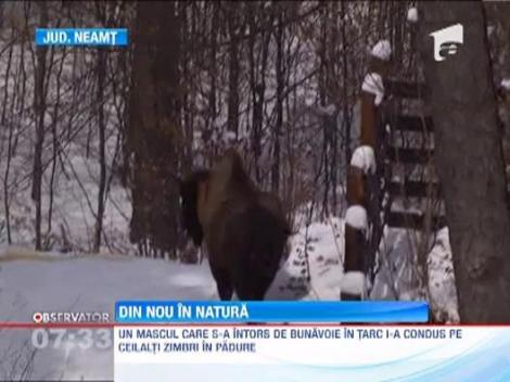 Padurile Romaniei sunt mai bogate cu cinci zimbri