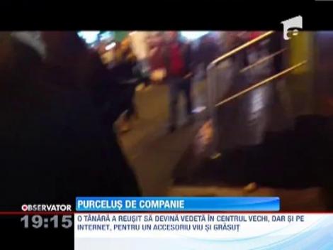 Purcelul de companie