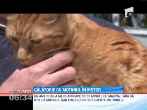 Un motan a calatorit sub capota unei masini