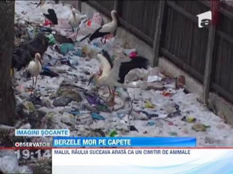 Imagini de groaza la Suceava! Zeci de berze au murit inghetate si alte cateva sute se lupta sa supravietuiasca la groapa de gunoi a orasului