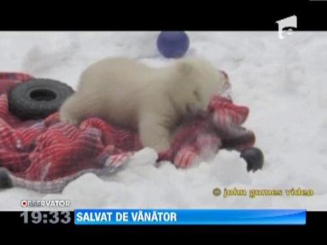Un urs polar orfan, in varsta de 3 luni, a devenit atractia unei gradini zoologice din Alaska