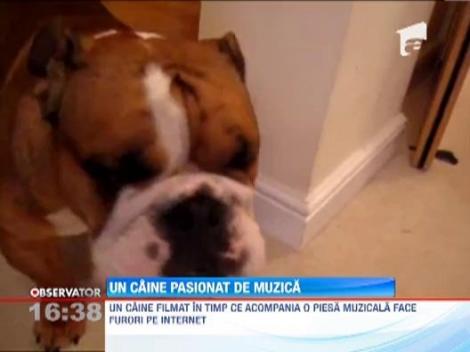 Cainele tenor: Un bulldog canta alaturi de Leona Lewis