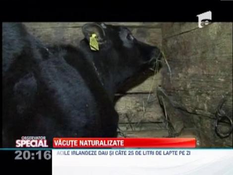 Vacutele irlandeze s-au adaptat rapid aerului carpatin