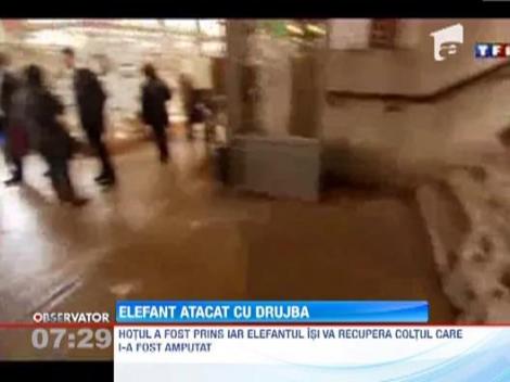 Schelet unui elefant, distrus cu fierastraul