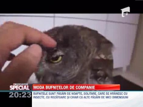 Bufnita, pasare de companie