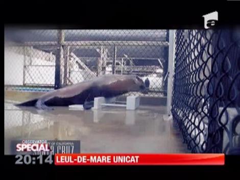 Un leu-de mare din SUA a devenit singurul mamifer non-uman, capabil sa tina ritmul unei melodii