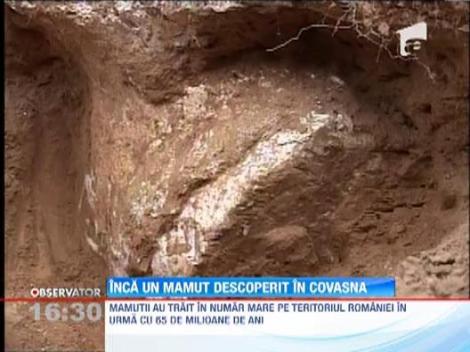 Craniu de mamut descoperit in Covasna