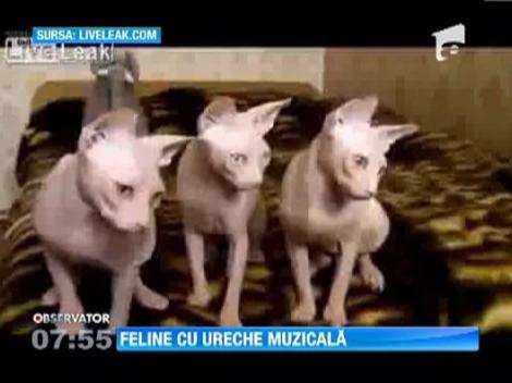 Trei pisici cu ureche muzicala! (VIDEO)